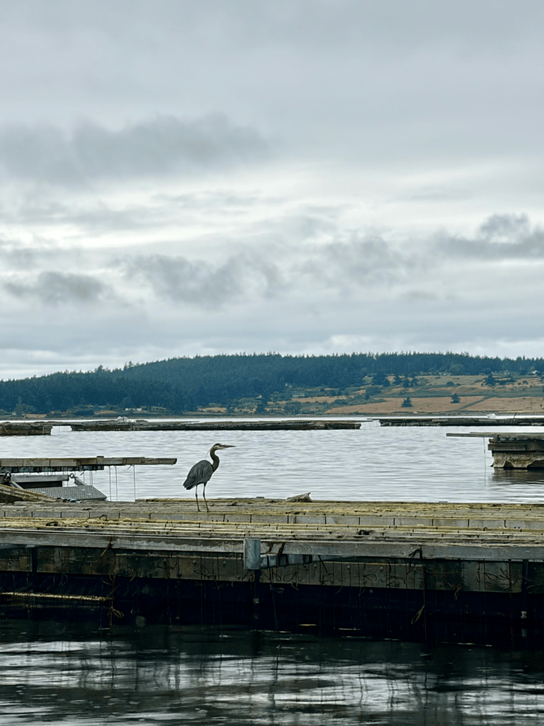 Penn Cove Boat Tours gallery photo